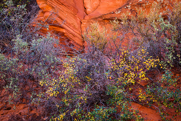 Buckskin Gulch Trailhead, Grand Staircase-Escalante, UT
