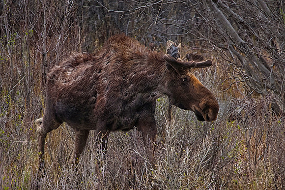Bull Moose