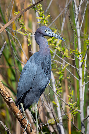 Little Blue Heron