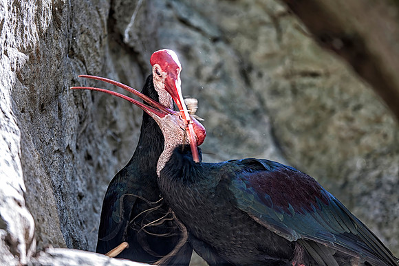 Stork Couple