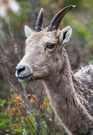 Rocky Mountain Big Horn Sheep