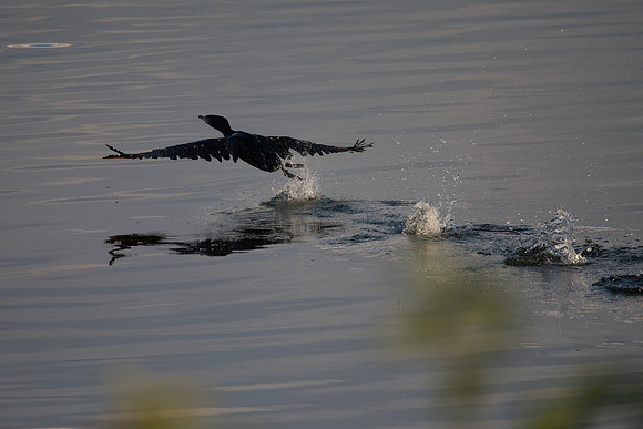Cormorant Taking Flight