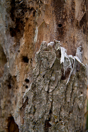 Bark