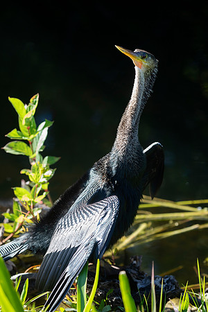 Anhinga