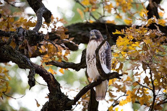 Red-tailed Hawk