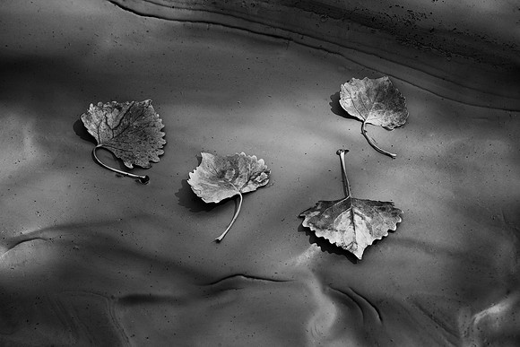 Cottonwood Leaves, Cottonwood Canyon, AZ