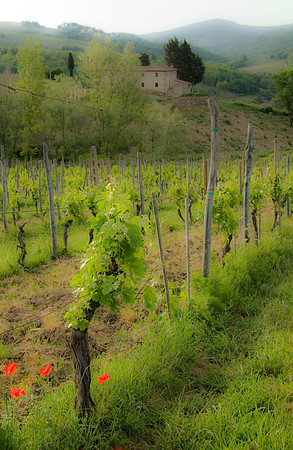 Il Molino di Grace Vineyard, Panzano, Italy