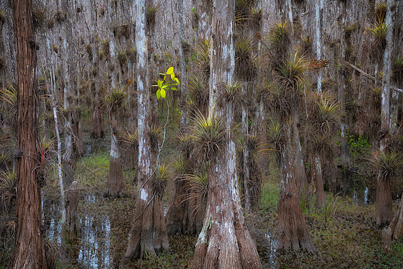 Bromiliads and Cypress, Big Cypress National Preserve, FL