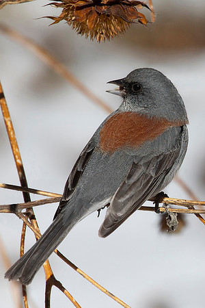 Dark Eyed Junco, Slate