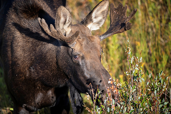 Adolescent Bull Moose