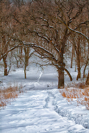 Path to the Glade