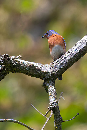 Eastern Bluebird, Male