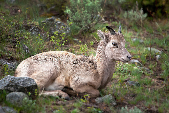 Rocky Mountain Big Horn Sheep, Juvenile