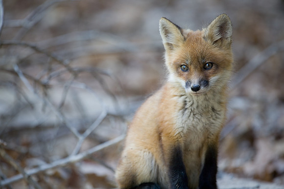 Fox Kit, Starved Rock State Park, LaSalle County, IL