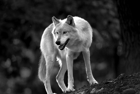 Gray Wolf