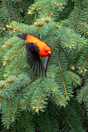 Male Scarlet Tanager in Flight