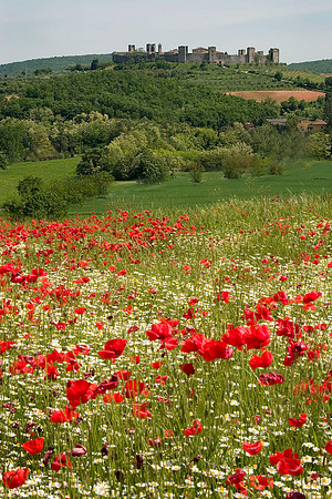 Poppies and Wildflowers, Monteriggioni Hill Town, Italy