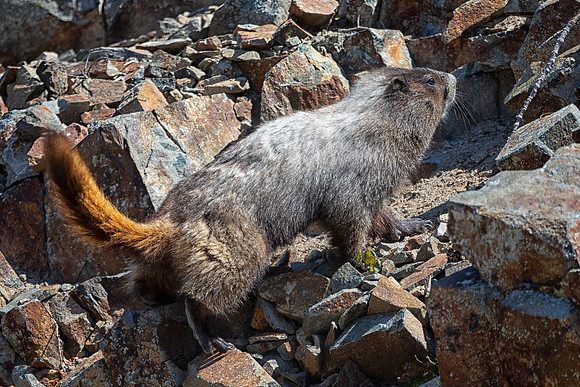 Hoary Marmot