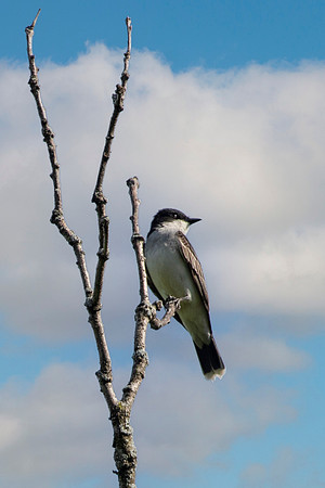 Tree Swallow
