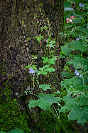 Illinois Canyon, Starved Rock State Park, IL