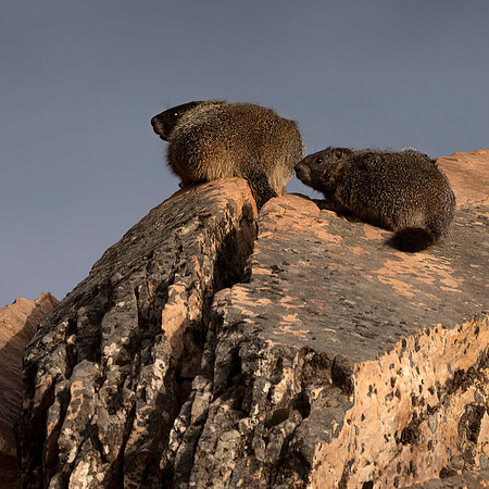 Yellow-Bellied Marmots