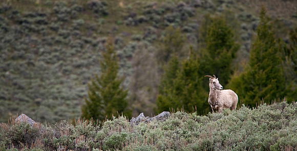 Rocky Mountain Big Horn Sheep Ewe