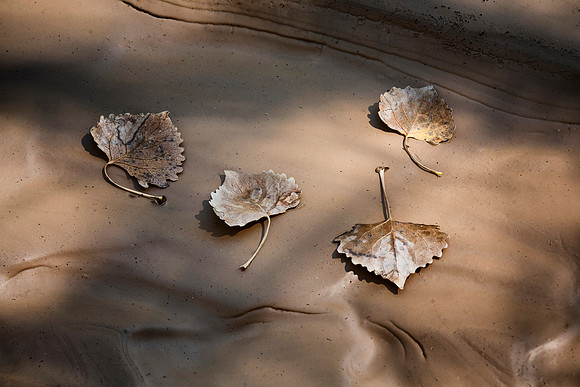 Cottonwood Leaves on Mud, Cottonwood Creek, Grand Staircase Escalante National Monument, UT (September 17, 2016, 1:41pm)