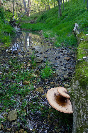 Fallen Trunk, Stream