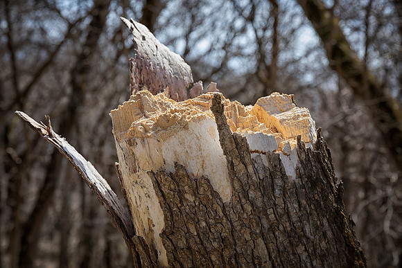 Snapped Oak