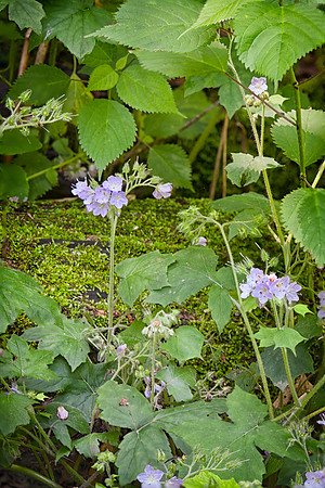 Appendaged Waterleaf, Starved Rock State Park, IL