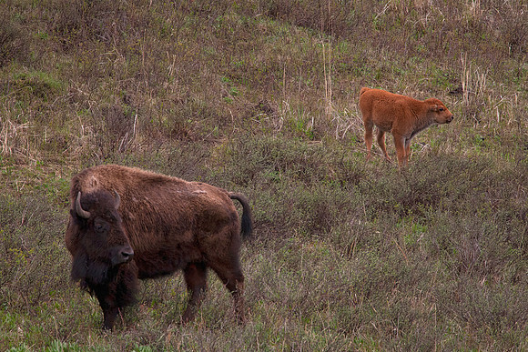 Bison and Offspring